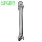 NH MER33 719 Pan troglodytes schweinfurthii metacarpal second right ply