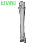 NH MER33 719 Pan troglodytes schweinfurthii metacarpal third right ply