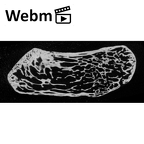 NH MER33 719 Pan troglodytes schweinfurthii pisiform right ct stack movie
