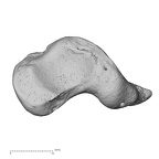 NH MER33 719 Pan troglodytes schweinfurthii scaphoid right distal