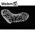 NH MER33 719 Pan troglodytes schweinfurthii scaphoid right ct stack movie