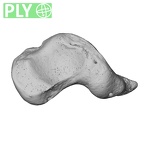 NH MER33 719 Pan troglodytes schweinfurthii scaphoid right ply
