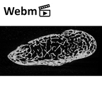 NH MER33 719 Pan troglodytes schweinfurthii trapezium right ct stack movie