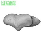 NH MER33 719 Pan troglodytes schweinfurthii trapezium right ply