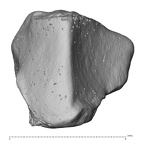 NH MER33 719 Pan troglodytes schweinfurthii trapezoid right distal
