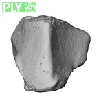 NH MER33 719 Pan troglodytes schweinfurthii trapezoid right ply