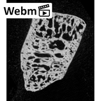NH MER33 719 Pan troglodytes schweinfurthii triquetrum right ct stack movie