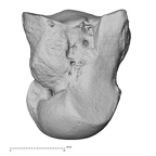 NH MER33 724 Pan troglodytes troglodytes capitate left ulnar