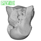 NH MER33 724 Pan troglodytes troglodytes capitate left ply