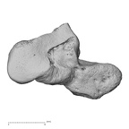 NH MER33 724 Pan troglodytes troglodytes hamate left radial