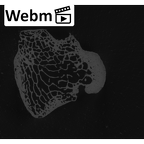 NH MER33 724 Pan troglodytes troglodytes hamate left ct stack movie