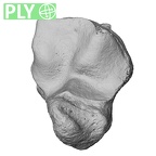 NH MER33 724 Pan troglodytes troglodytes hamate left ply