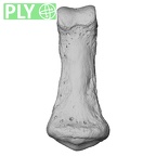 NH MER33 724 Pan troglodytes troglodytes hand phalanx fifth middle left ply
