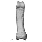 NH MER33 724 Pan troglodytes troglodytes hand phalanx fifth proximal left palmar