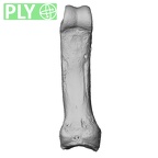 NH MER33 724 Pan troglodytes troglodytes hand phalanx fifth proximal left ply