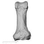 NH MER33 724 Pan troglodytes troglodytes hand phalanx first proximal left palmar