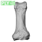 NH MER33 724 Pan troglodytes troglodytes hand phalanx first proximal left ply