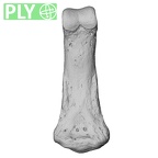 NH MER33 724 Pan troglodytes troglodytes hand phalanx fourth middle left ply