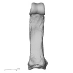 hand phalanx fourth proximal left