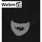 NH MER33 724 Pan troglodytes troglodytes hand phalanx fourth proximal left ct stack movie