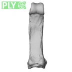 NH MER33 724 Pan troglodytes troglodytes hand phalanx fourth proximal left ply