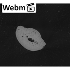 NH MER33 724 Pan troglodytes troglodytes hand phalanx second middle left ct stack movie