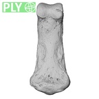 NH MER33 724 Pan troglodytes troglodytes hand phalanx second middle left ply