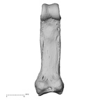 NH MER33 724 Pan troglodytes troglodytes hand phalanx second proximal left palmar