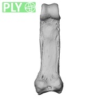 NH MER33 724 Pan troglodytes troglodytes hand phalanx second proximal left ply