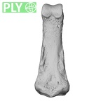 NH MER33 724 Pan troglodytes troglodytes hand phalanx third middle left ply