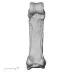 hand phalanx third proximal left