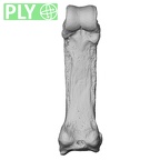 NH MER33 724 Pan troglodytes troglodytes hand phalanx third proximal left ply