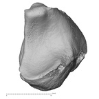 NH MER33 724 Pan troglodytes troglodytes lunate left distal
