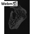 NH MER33 724 Pan troglodytes troglodytes lunate left ct stack movie
