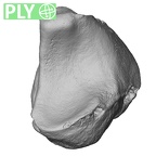 NH MER33 724 Pan troglodytes troglodytes lunate left ply