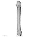 NH MER33 724 Pan troglodytes troglodytes metacarpal fifth left palmar