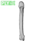 NH MER33 724 Pan troglodytes troglodytes metacarpal fifth left ply