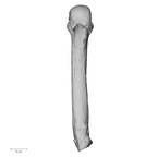 NH MER33 724 Pan troglodytes troglodytes metacarpal fourth left palmar