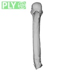 NH MER33 724 Pan troglodytes troglodytes metacarpal fourth left ply