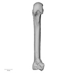NH MER33 724 Pan troglodytes troglodytes metacarpal second left palmar