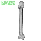 NH MER33 724 Pan troglodytes troglodytes metacarpal second left ply