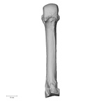 NH MER33 724 Pan troglodytes troglodytes metacarpal third left palmar