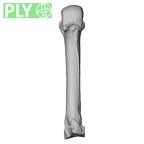 NH MER33 724 Pan troglodytes troglodytes metacarpal third left ply