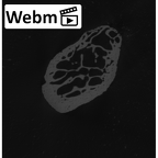 NH MER33 724 Pan troglodytes troglodytes pisiform left ct stack movie