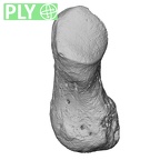 NH MER33 724 Pan troglodytes troglodytes pisiform left ply