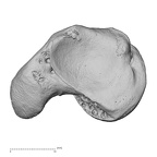NH MER33 724 Pan troglodytes troglodytes scaphoid left distal