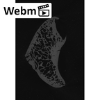 NH MER33 724 Pan troglodytes troglodytes scaphoid left ct stack movie