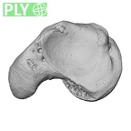NH MER33 724 Pan troglodytes troglodytes scaphoid left ply