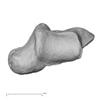 NH MER33 724 Pan troglodytes troglodytes trapezium left distal