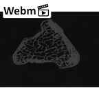 NH MER33 724 Pan troglodytes troglodytes trapezium left ct stack movie